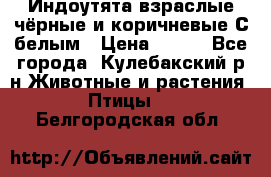 Индоутята взраслые чёрные и коричневые С белым › Цена ­ 450 - Все города, Кулебакский р-н Животные и растения » Птицы   . Белгородская обл.